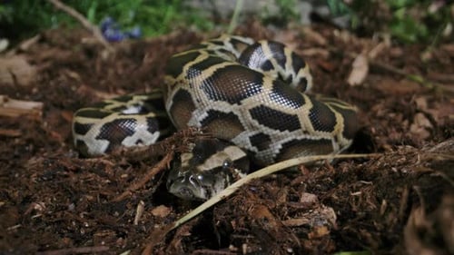 Python birman gros plan bébé nouveau-né