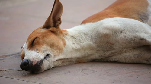 Hunde-Mutter