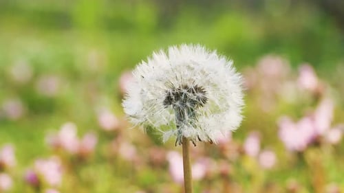 Dandelion Seed Head Growing in a Green Field