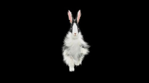 Hopping White and Black Rabbit Alpha Channel