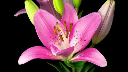 Beautiful Pink Lily Flower Blooming Close Up