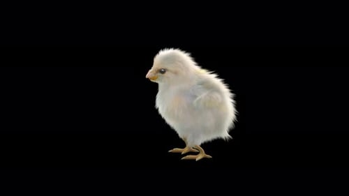 Realistic Animated Chick Looking Around