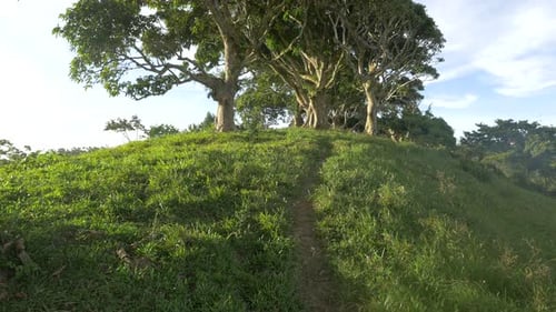 Small path between the trees
