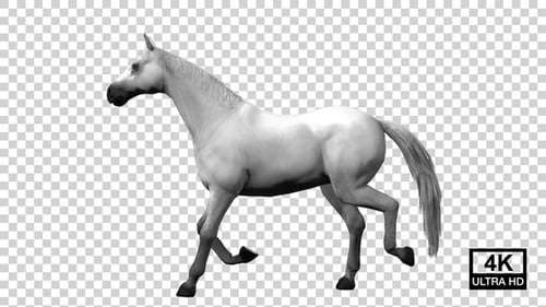 Horse Start Galloping To Stop Side View