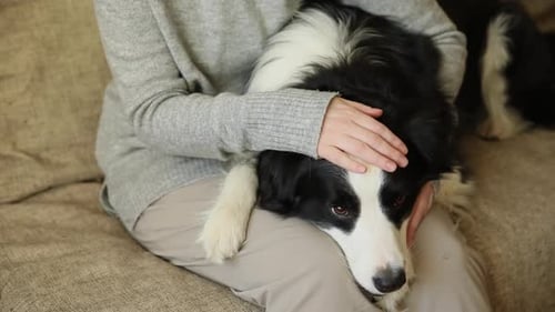 Unerkennbare Frau spielt mit süßem Hundewelpen Border Collie auf der Couch zu Hause drinnen