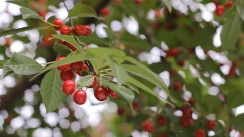 Baies de cerises