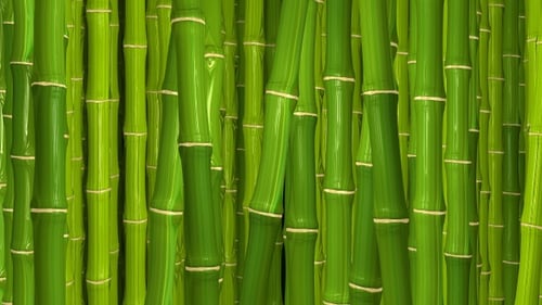 Swaying Green Bamboo Forest Loop Background