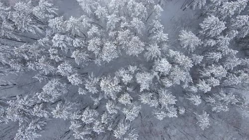 Top Down View on a Winter Forest