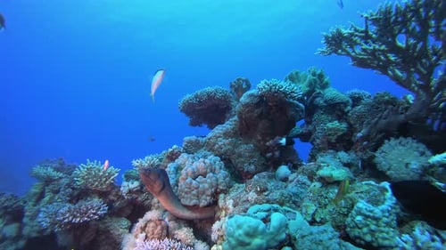 Yellow Moray Undersea Fish