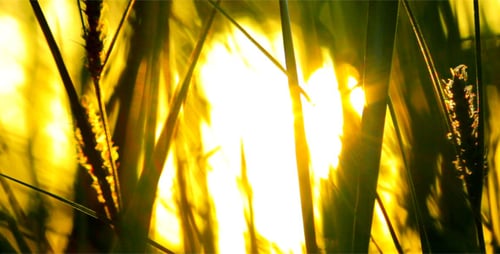 Tall Green Grass Lit By the Setting Sun