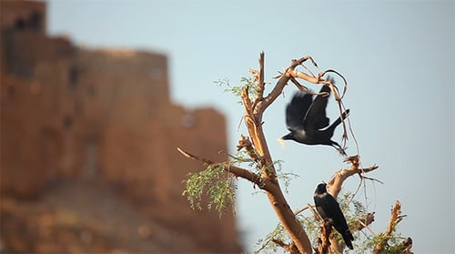 Crows Perched in Bare Tree near Desert Structure