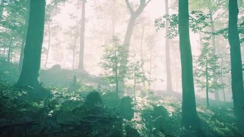 Sunny Silhouetted Forest with Sunbeams Through Fog