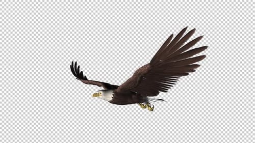 Bald Eagle - Gleitschleife - Seitenwinkel