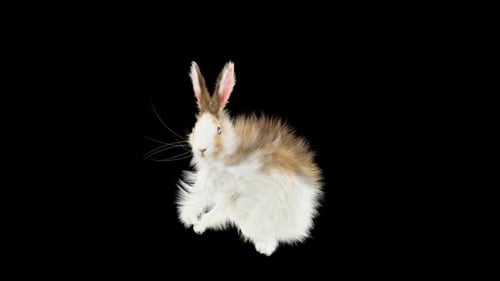 Cute Fluffy Rabbit Walking Hopping Around Animation