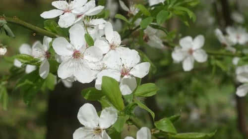 Junge weiße Sakura