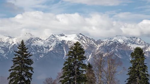 The upper part of the fir trees in front of high mountains covered with snow.