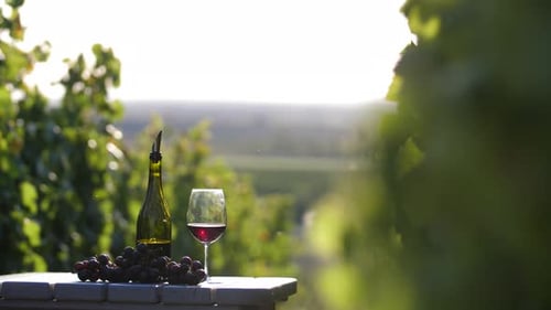 Merlot Picknick