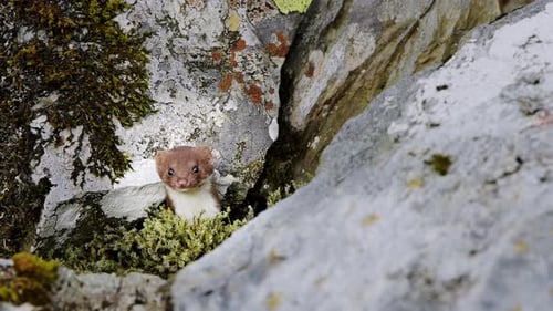 Une jolie belette sort du trou entre les rochers du parc national de Snowdonia à Gwynedd, au Royaume-Uni