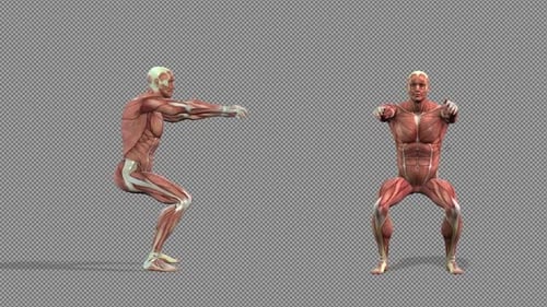 3D Human Anatomy Squat Exercise Animation