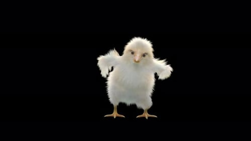 Cute Fluffy Baby Chick Dancing Loop Animation