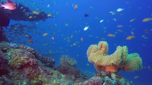 Colorful Fish Swimming Around a Vibrant Coral Reef