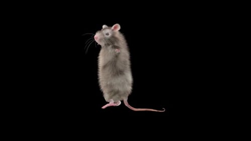 Animated Rat Character Dancing with Funny Movements