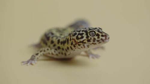 Gecko léopard de forme standard Eublepharis Macularius sur fond beige