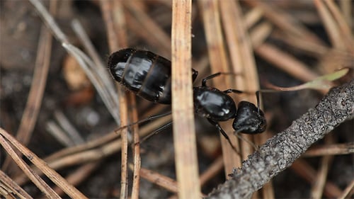 Ant Macro