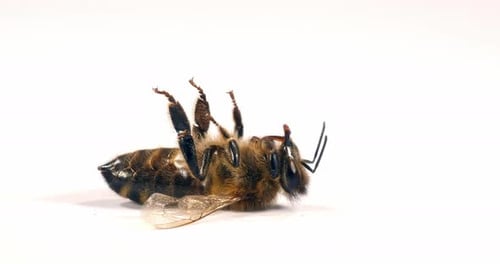 European Honey Bee, apis mellifera, Black Bee Agonizing on White Background,, Normandy, Real Time 4K