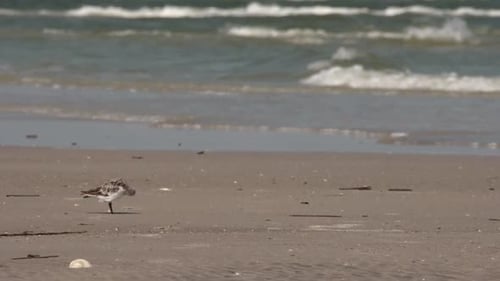 the ocean with beach birds