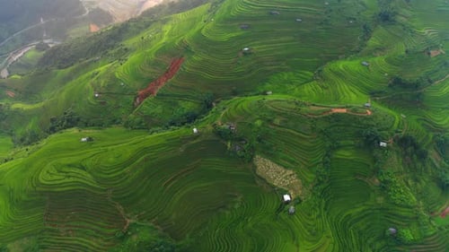 Aerial top view of paddy rice terraces, green agricultural fields