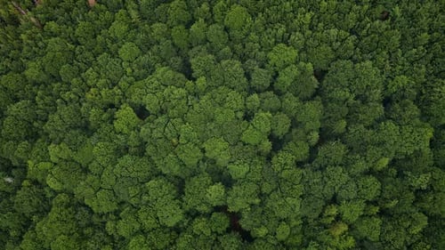 Green Summer Forest Background Aerial View