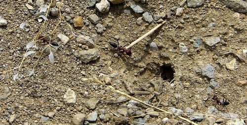 Ant-Arbeiter