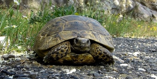 Close Up Tortoise