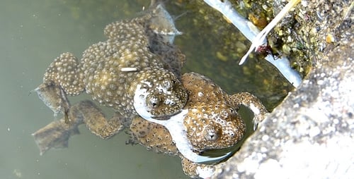 Group of Warty Toads Gathered in Calm Water