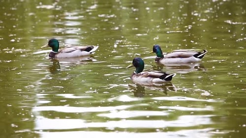 Mallard Ducks Swimming Serenely on a Pond
