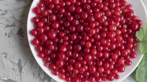 Fresh Red Currants on a Plate with Green Leaves
