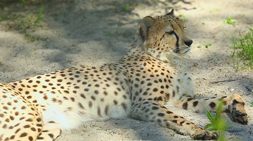 Gepard