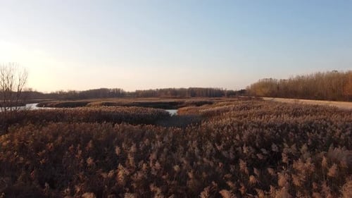 Lake Vegetation in Autumn
