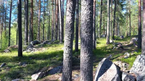 Wunderschöner Sommerwald