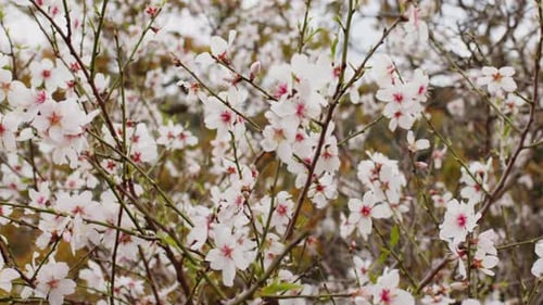 Branche avec fleurs