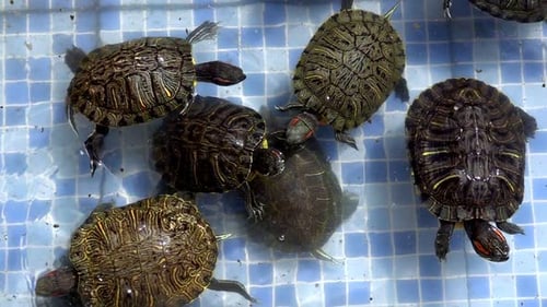 Tierische Reptilien-Wasserschildkröte in einem Wasserbecken