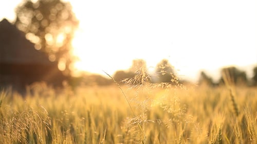 Golden Grain Field at Sunset