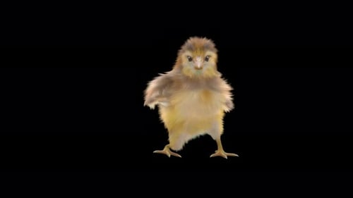 Funny Dancing Little Chick Animation