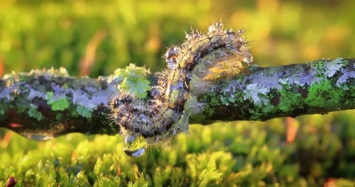 Caterpillar Crawling on Twig with Water Droplets