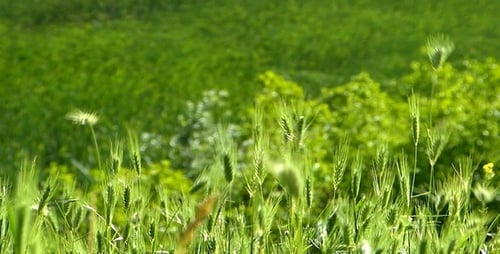 Green Grass Swaying in Gentle Breeze