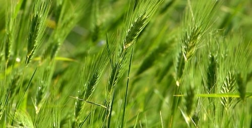Plants and Wind 3