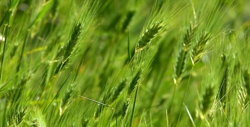 Pflanzen und Wind 4