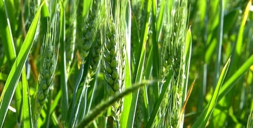 Plants and Wind 7