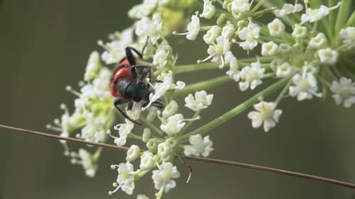Red Striped Beetle Resting on White Flower Cluster